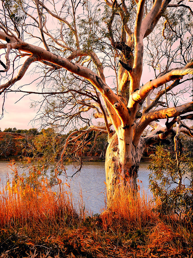 Sunrise on the Murray River #2 Photograph by Lexa Harpell