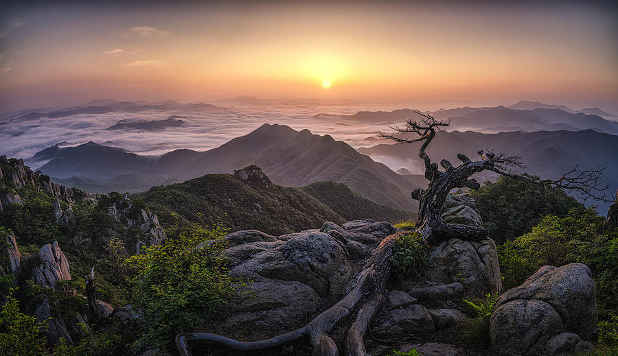Tree Photograph - Sunrise On Top by Tiger Seo