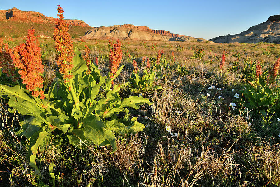 Sunrise on Wildflowers at Ruby Mountain Photograph by Ray Mathis