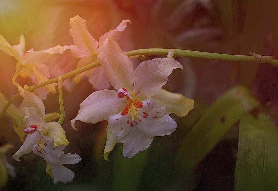 Sunrise Orchid Photograph by Richard Goldman