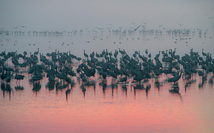 Sunrise over the Hula Valley 6 Photograph by Dubi Roman