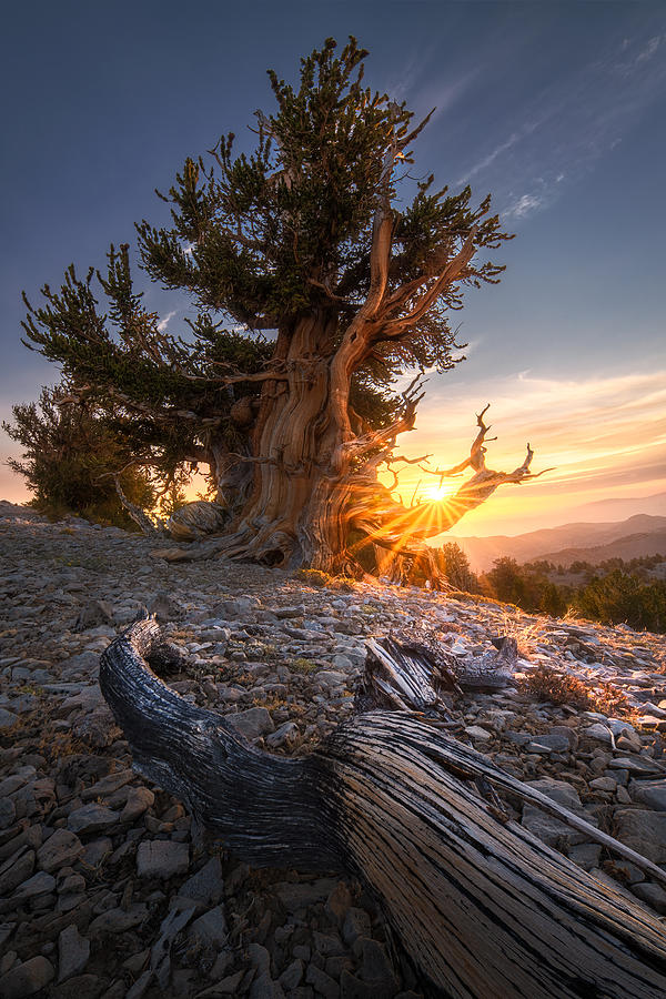 Sunrise Over Ancient Tree Photograph by Aidong Ning