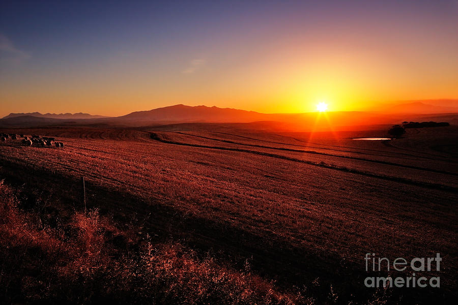 Rural Photograph - Sunrise Over Cultivated Farmland Cape by Johan Swanepoel Rural Photograph - Sunrise Over Cultivated Farmland Cape by Johan Swanepoel