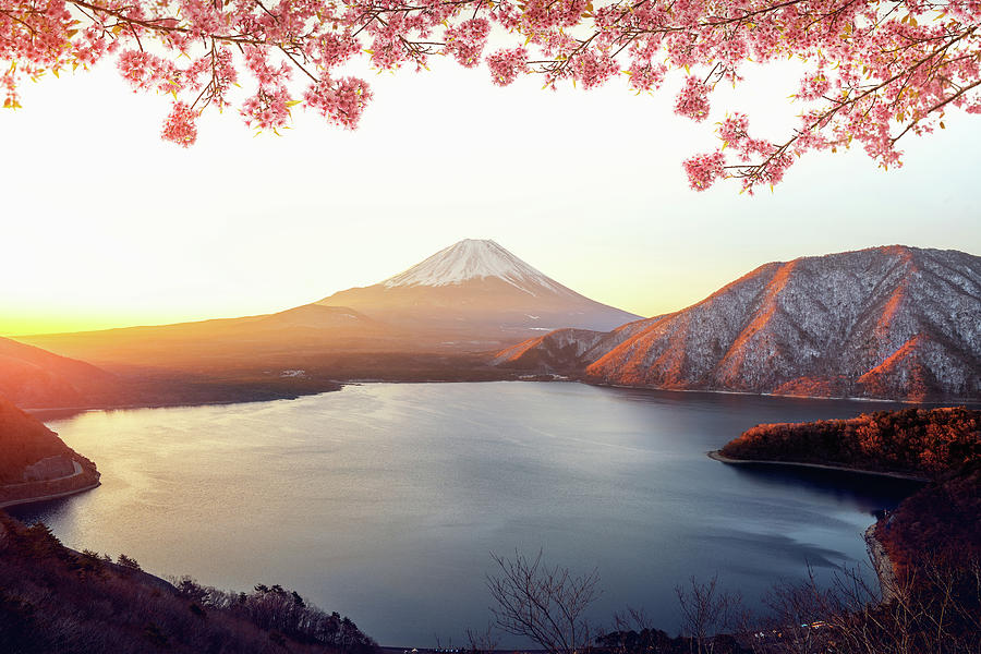 Sunrise over Fuji san mountain and pink sakura Photograph by Anek Suwannaphoom