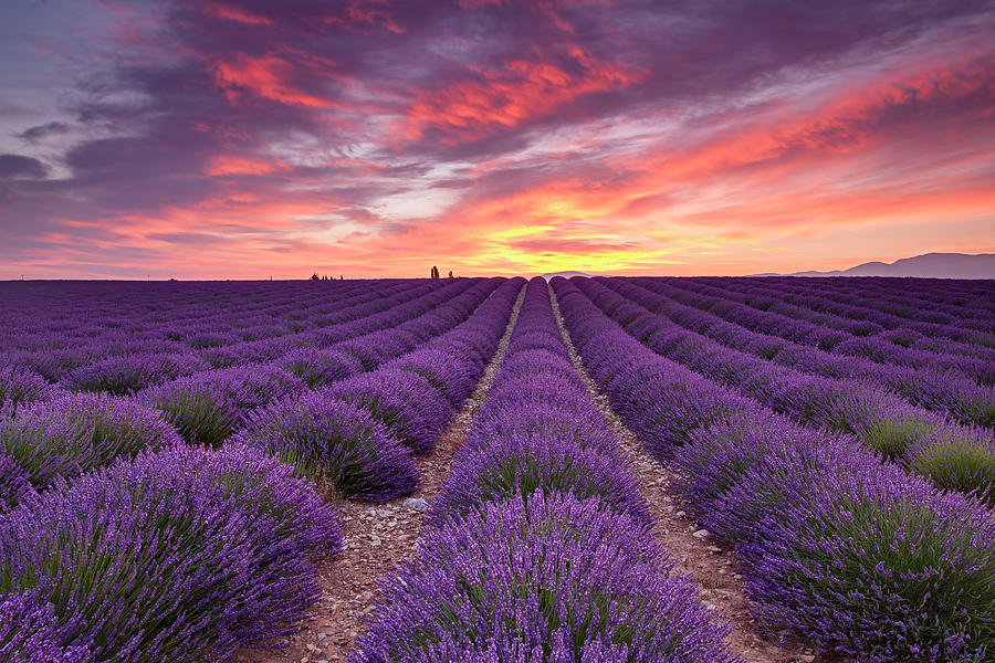 Sunset Photograph - Sunrise Over Lavender by Michael Blanchette Photography