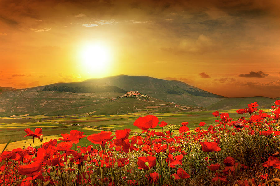 Sunrise Over Poppies Field Photograph by Buena Vista Images