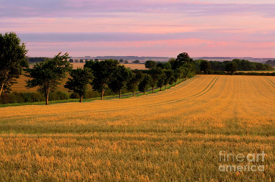 Sunrise over the Barley Field Photograph by Richard Pinder