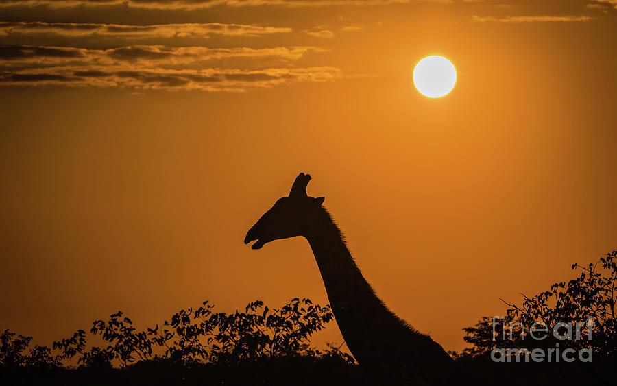 Sunrise over the Etosha National Park, Namibia Photograph by Lyl Dil Creations