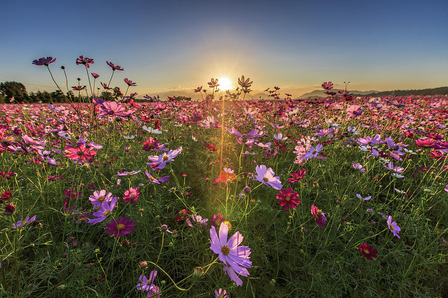Sunrise Over The Flower Field Photograph by Sungjin Kim