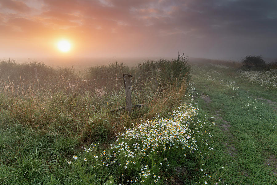 Sunrise, Pasture, Fog, Wooden Post, Camomile, Etzel, Friedeburg Municipal, Wittmund District, Lower Saxony, Germany, Europe Photograph by Axel Ellerhorst