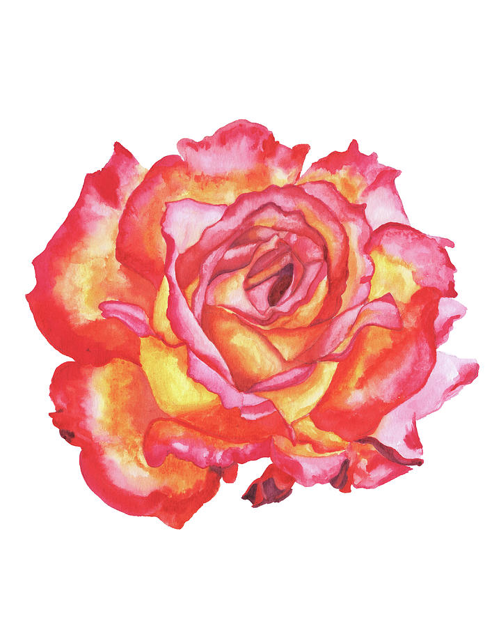 Sunrise Rose by Brittany Bert Selfe Sunrise Rose by Brittany Bert Selfe