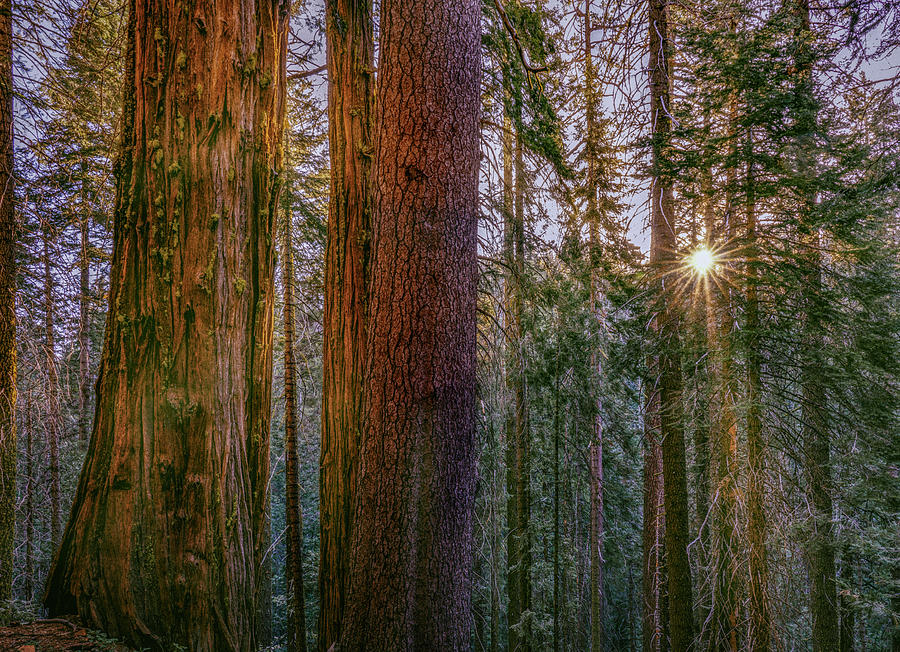 Sunrise Sequoia Grove Photograph by Tim Fitzharris
