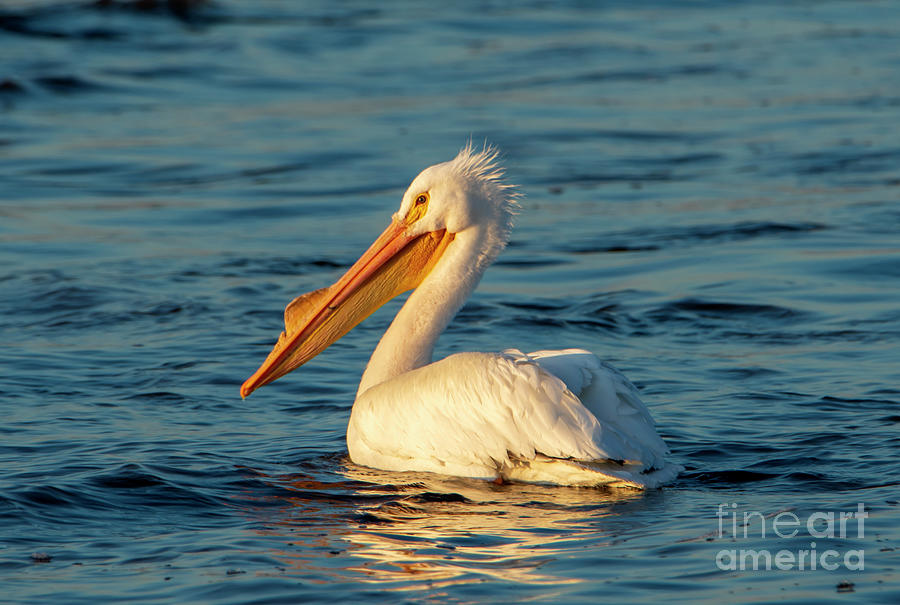 Sunrise Shineing on a Great White Pelican Photograph by Sandra Js