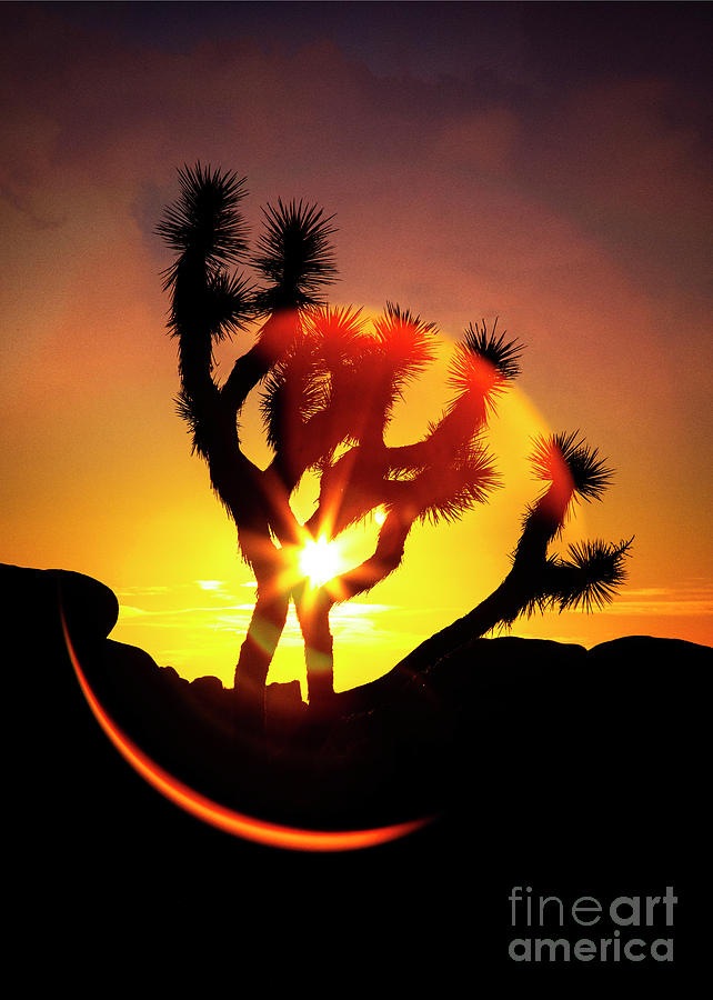 Sunrise Silhouette by Scott Kemper Sunrise Silhouette by Scott Kemper