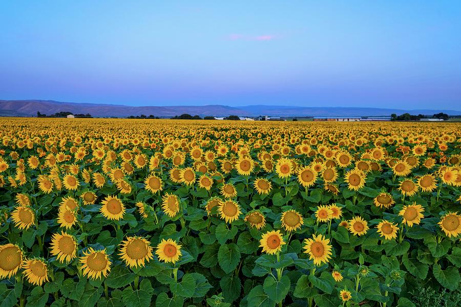 Sunrise Sunflower Field 2 Photograph by Lynn Hopwood