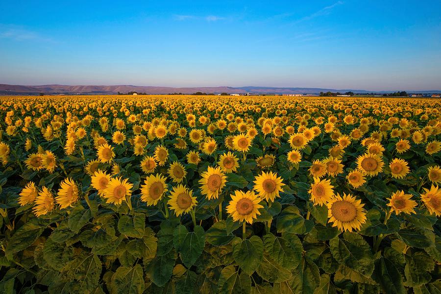 Sunrise sunflower field Photograph by Lynn Hopwood