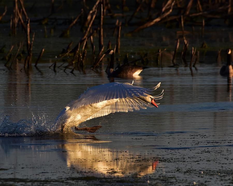 Sunrise swan Photograph by Dwight Eddington - Fine Art America