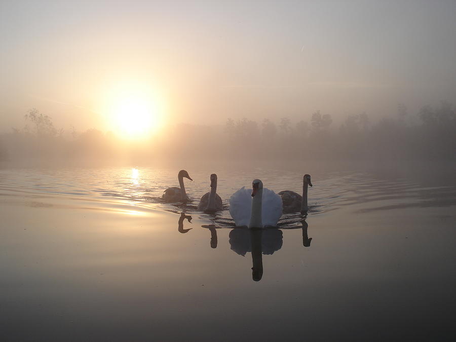 Sunrise Swans Photograph by Bryan Garnett Photography