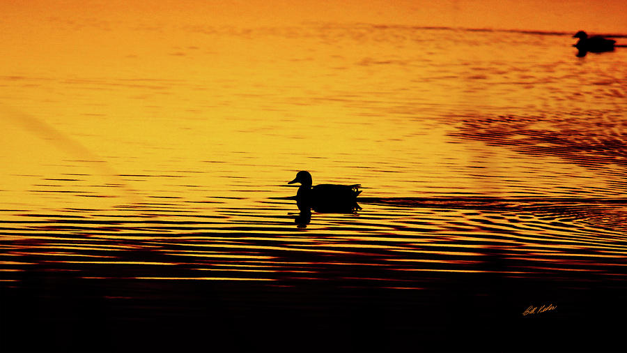 Sunrise Swim - Artistic Photograph by Bill Kesler