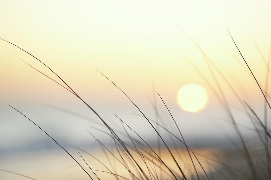 Sunrise Through Grasses On Uk Coastline Photograph by Dougal Waters