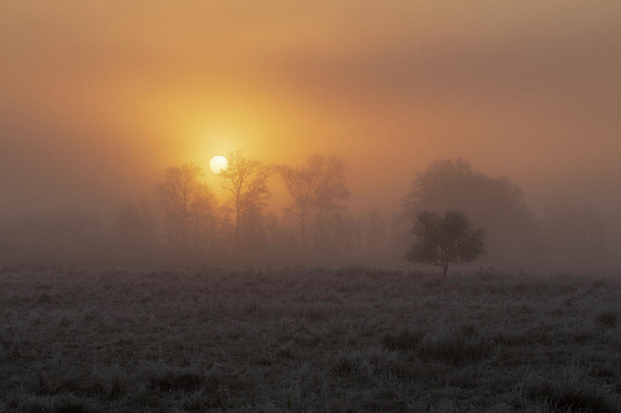 Sunrise Through the Fog Photograph by Catherine Avilez