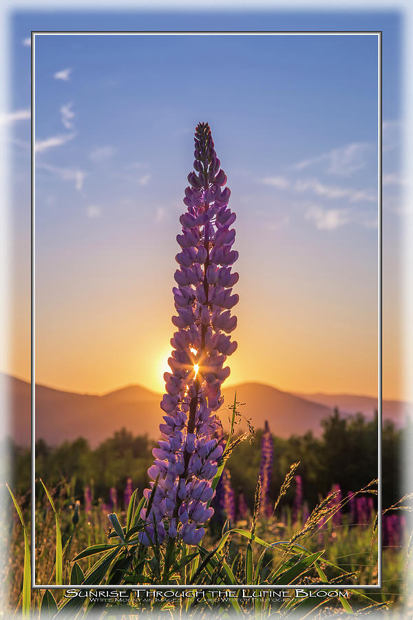 Sunrise through the Lupine Bloom Art Mat Photograph by White Mountain Images
