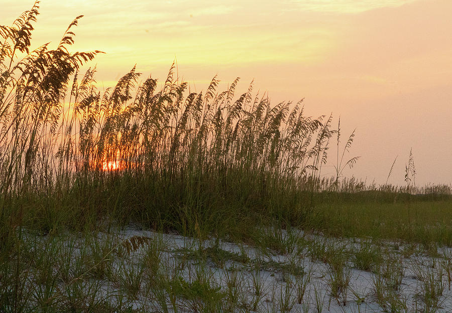 Landscape Photograph - Sunrise through the Sea Oats by Tina Walsh Landscape Photograph - Sunrise through the Sea Oats by Tina Walsh