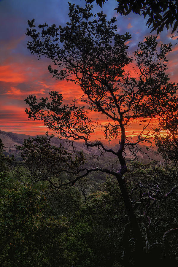 Sunrise Tree Photograph by Vincent James