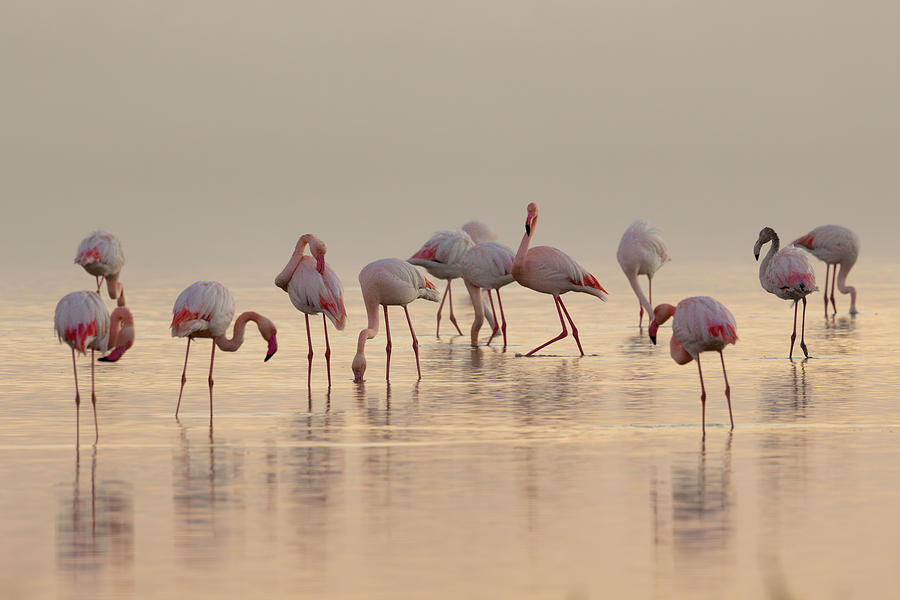 Sunrise With Flamingos Photograph by Ciro De Simone - Fine Art America