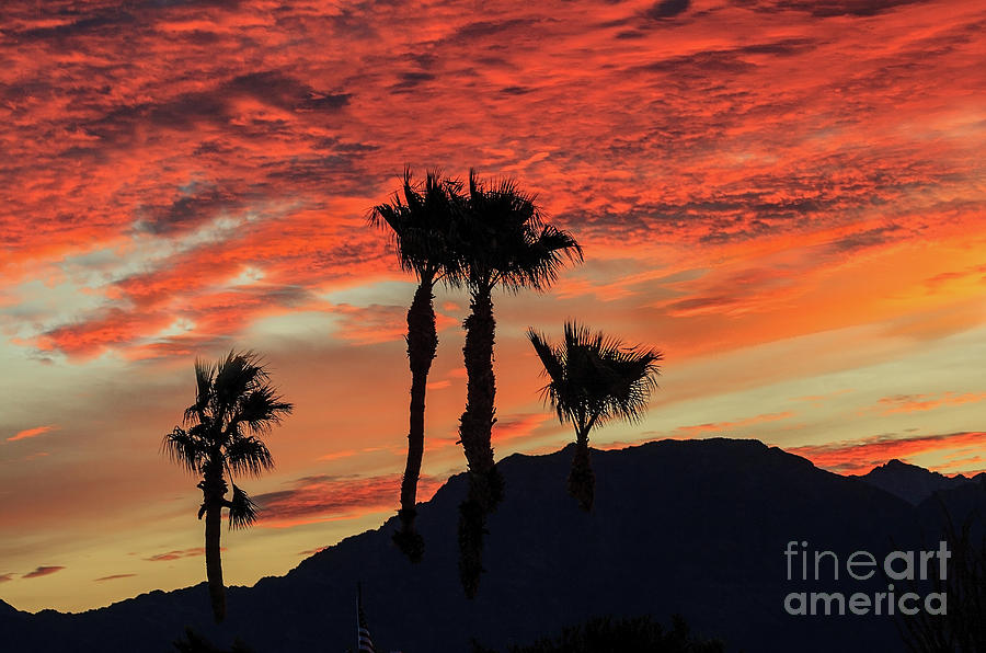 Sunrise With Silhouetted Palm Trees Photograph by Robert Bales