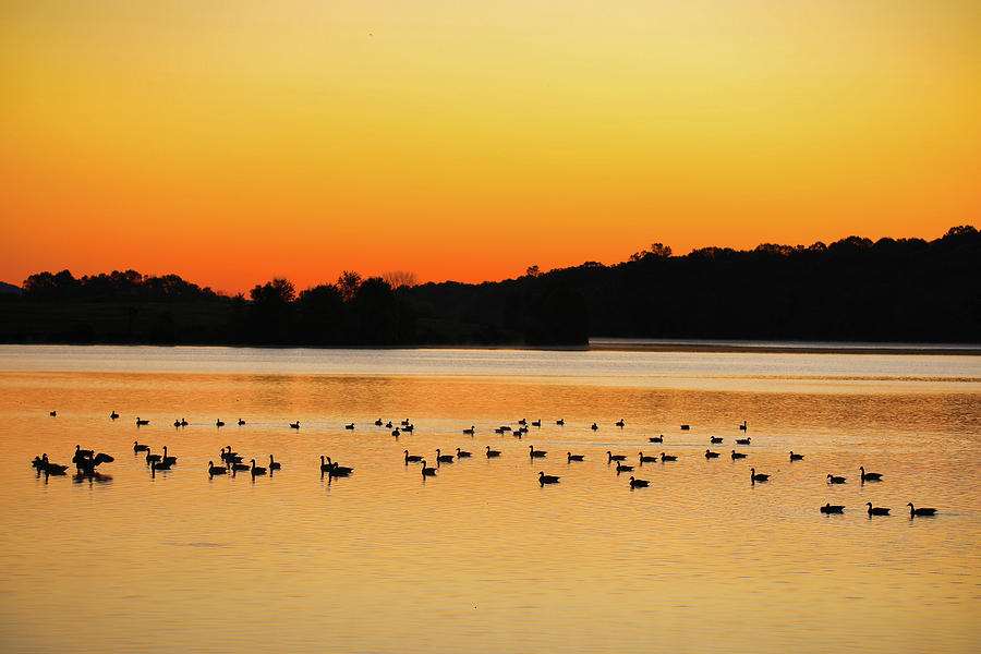 Sunrise With The Geese Photograph by Scott Burd