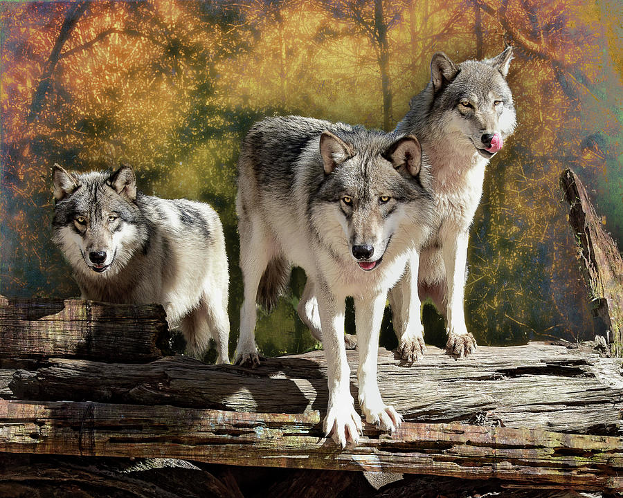 Nature Photograph - Sunrise Wolves by Jeannee Gannuch