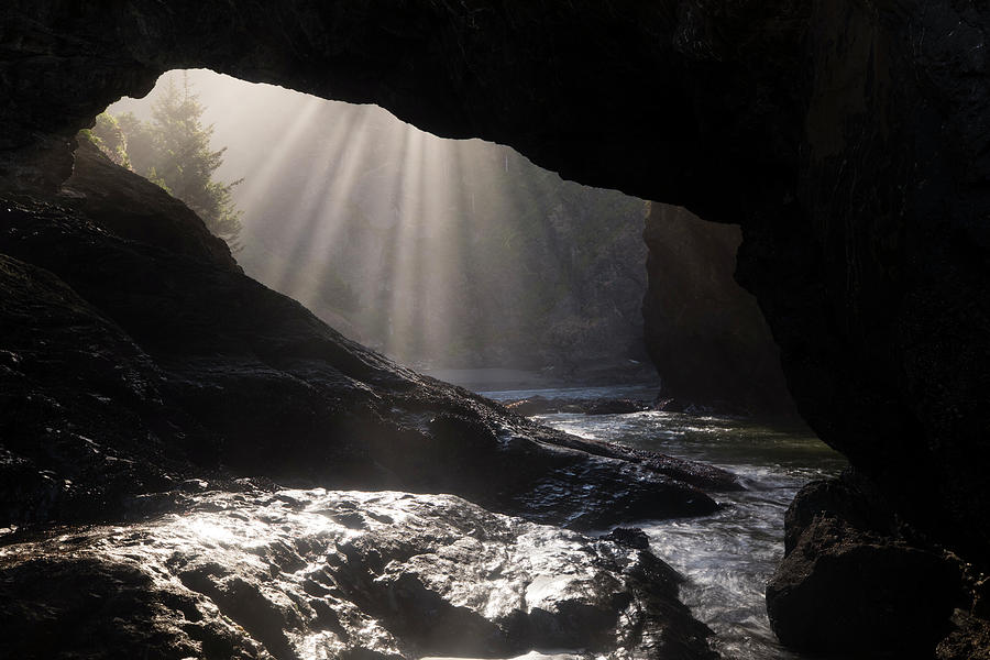 Tree Photograph - Sunryas In A Cave, Oregon, Usa by Panoramic Images