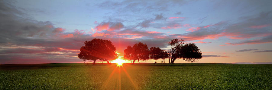Tree Photograph - Sunset 3 by Wayne Bradbury Photography