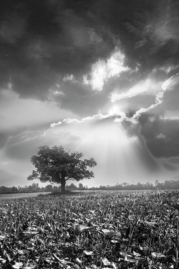 Sunset After the Rain Black and White Photograph by Debra and Dave Vanderlaan