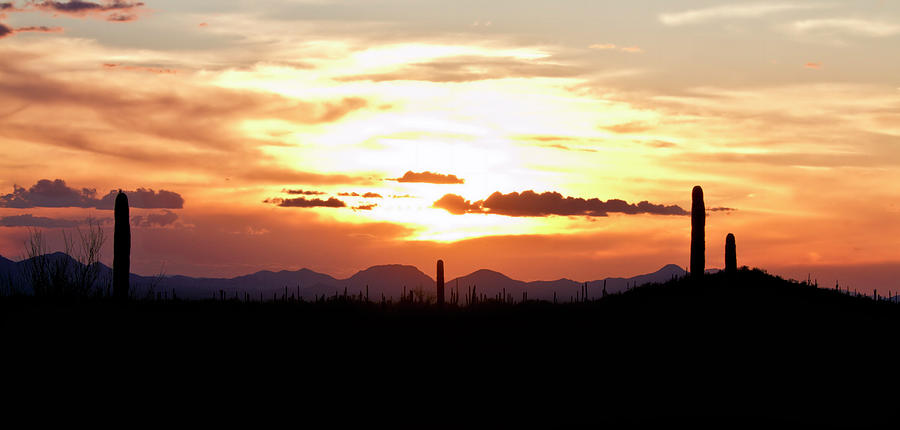 Sunset And Cactus Photograph