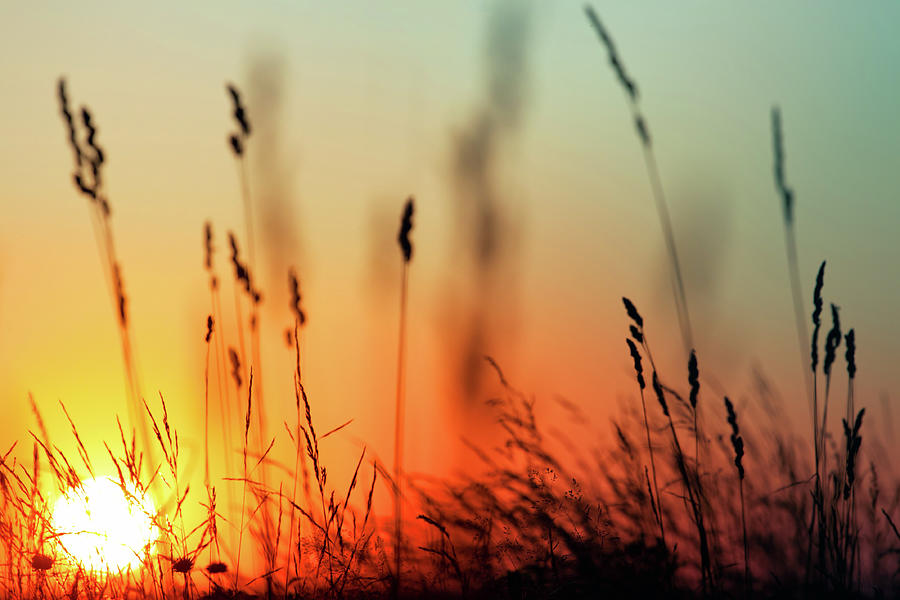Sunset And Grass Photograph by Avalon studio