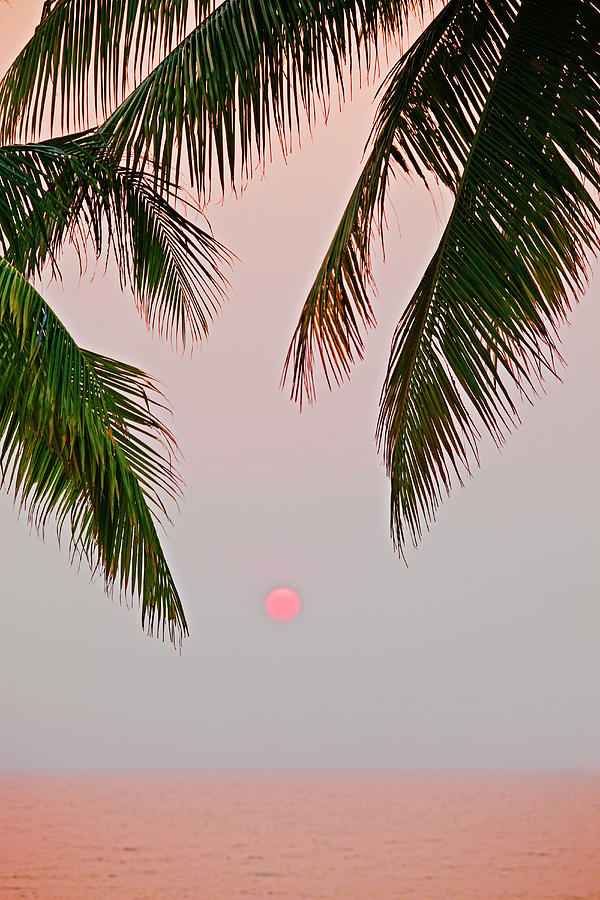 Sunset And Palm, Koh Chang,thailand Photograph by John W Banagan