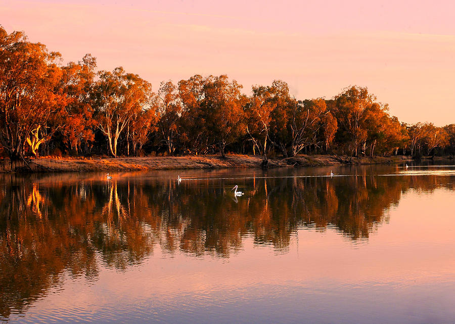 Sunset and Pelicans on the Murray Photograph by Lexa Harpell