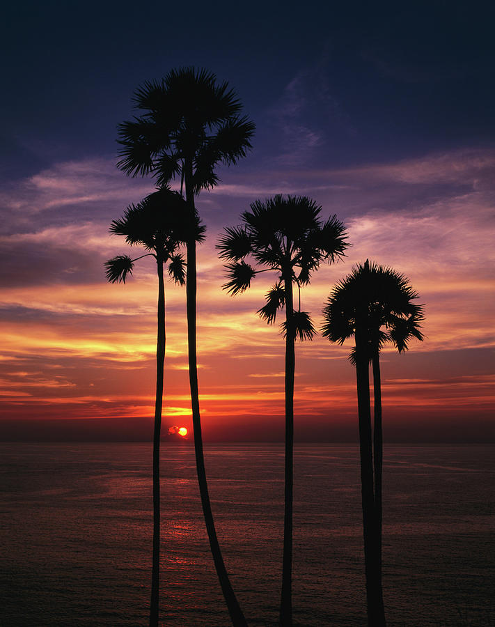 Sunset And Silhouetted Palm Trees At Photograph by Manfred Gottschalk