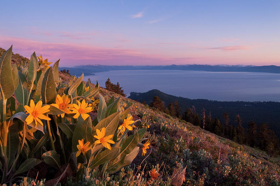 Sunset And Yellow Mules Ears Flowers Photograph by William Stevenson