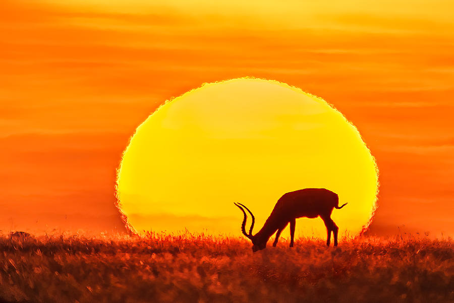 Sunset At African Savanna Photograph by James Bian