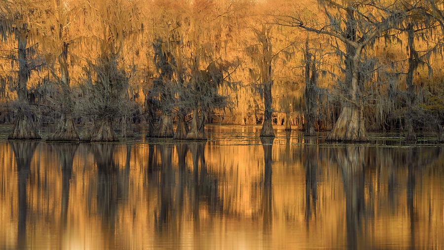 Sunset At Caddo Lake Photograph by Qing Zhao