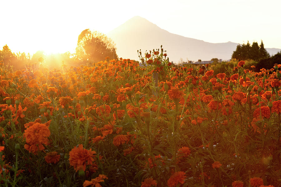 Sunset At Cempasuchil Flower Field (day Of The Death) In Mexico Photograph  by Cavan Images - Fine Art America