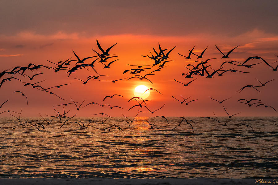 Sunset At  Gulf Shore Naples Photograph by Sheena Gu