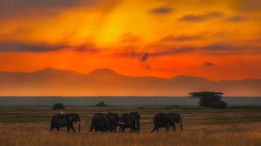 Sunset At Kenya Photograph by Siyu And Wei Photography
