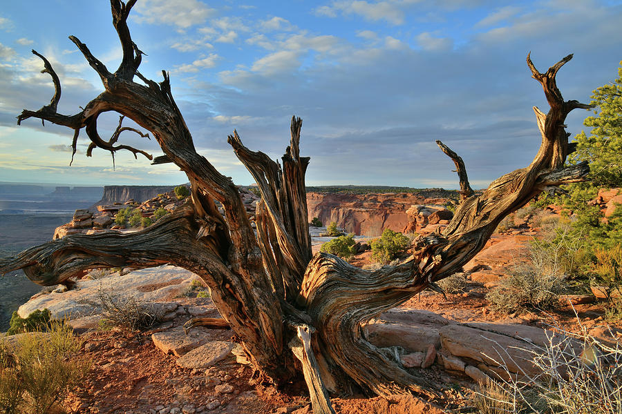 Sunset at Orange Cliffs in Canyonlands NP Photograph by Ray Mathis