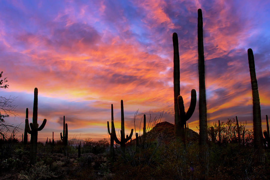 Sunset at Saguaro National Park Photograph by Barbara Manis