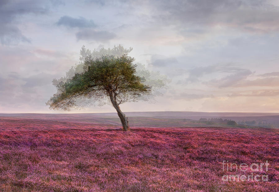 Sunset at the Lone Tree by Janet Burdon Sunset at the Lone Tree by Janet Burdon
