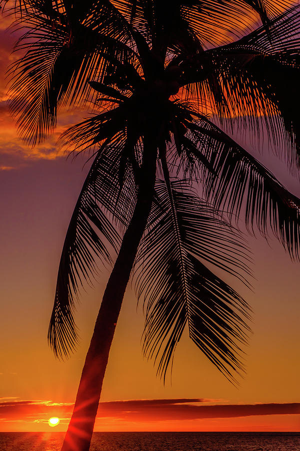 Sunset at the Palm Photograph by John Bauer